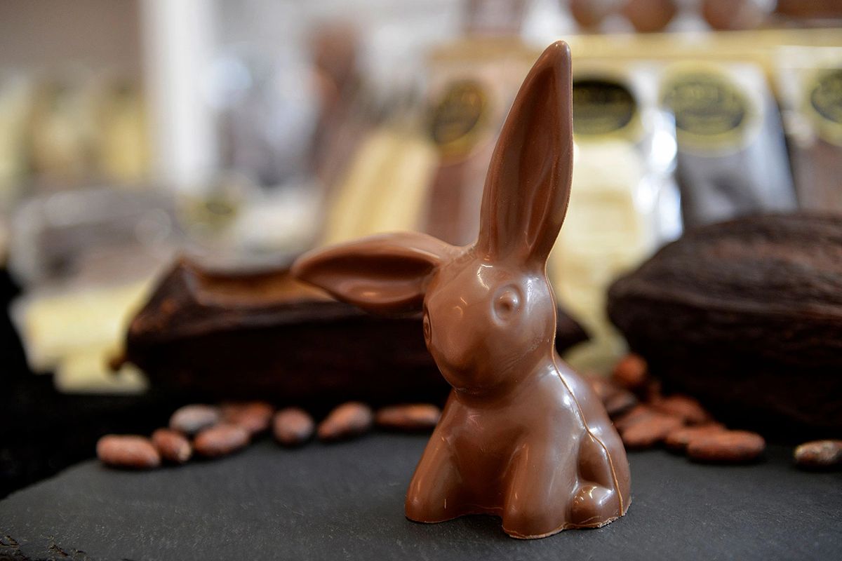 Cute Bunny