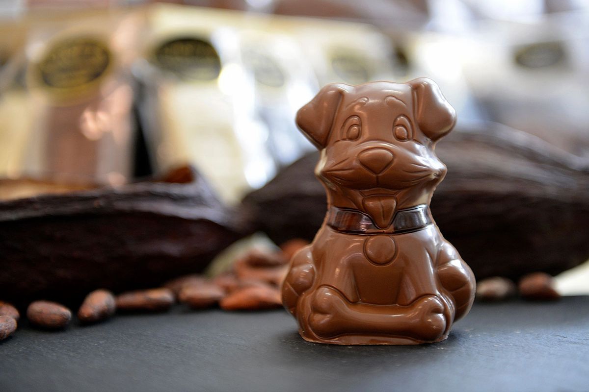 Chocolate Puppy