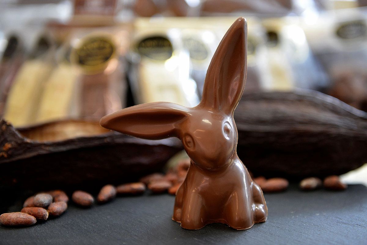 Cute Bunny